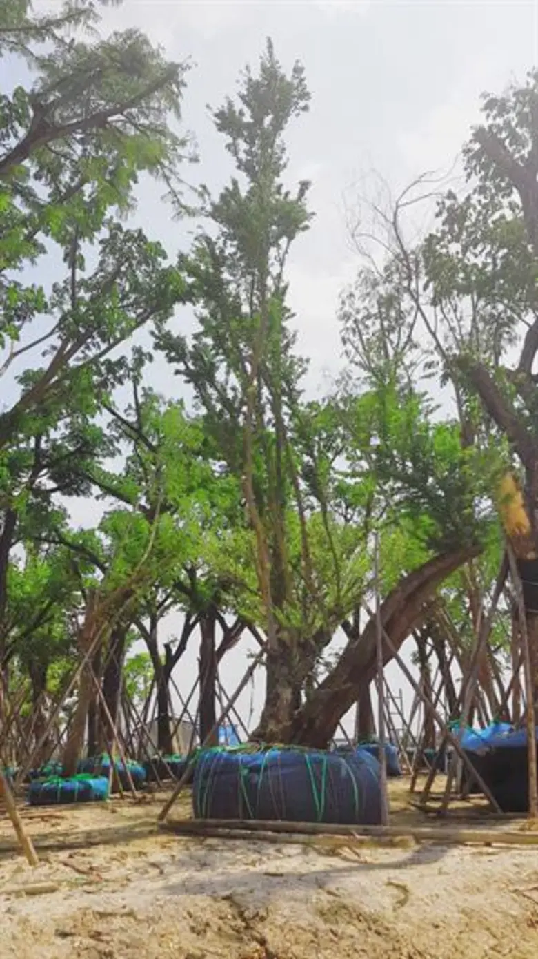 MQDC x THE FORESTIAS  สรุปแคมเปญ “Forest Rescue – ฟอเรส เรสคิว” ช่วยชีวิตต้นไม้กว่า 500 ต้น สร้างกำแพงธรรมชาติดักฝุ่น PM 2.5 มากถึง 700 กิโลกรัมต่อปี