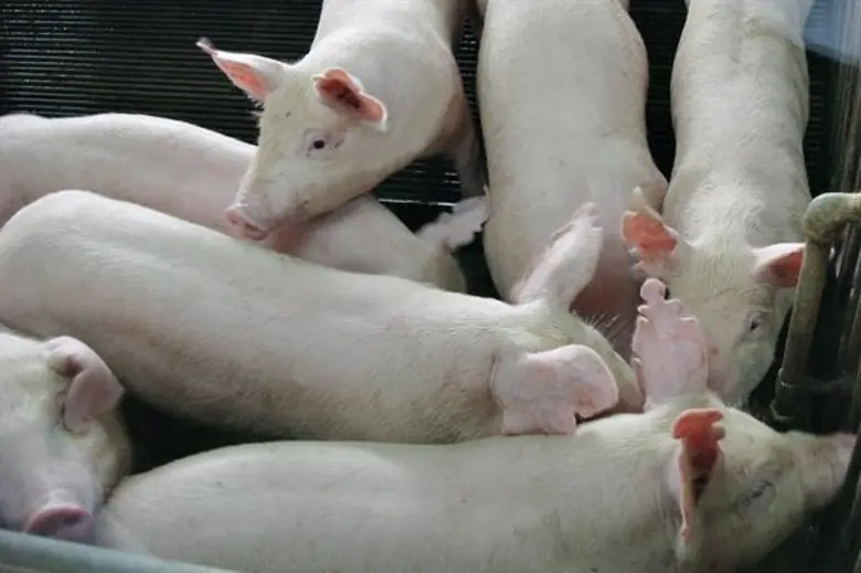 น.สพ.สรวิศ ธานีโต อธิบดีกรมปศุสัตว์ เปิดเผยถึงสถานก...