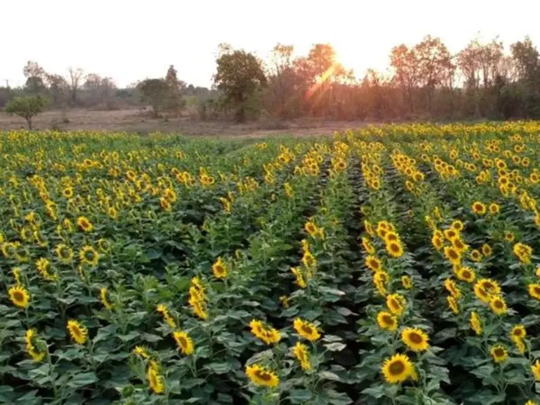 เอสซีจี ร่วมกับ ชุมชนบ่อทอง หน่วยงานภาครั...