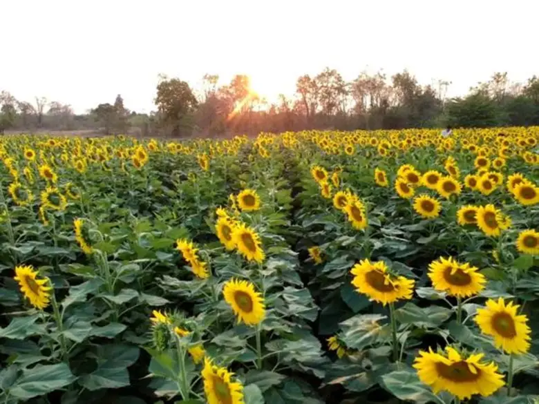 เอสซีจี จับมือชุมชนบ่อทอง และหน่วยงานภาครัฐ-เอกชน  ฟื้นพื้นที่เสื่อมโทรม สู่แหล่งท่องเที่ยววิถีชุมชน “ทุ่งทานตะวันบาน” จ.ปราจีนบุรี ด้วยแนวคิดเศรษฐกิจหมุนเวียน (Circular Economy)