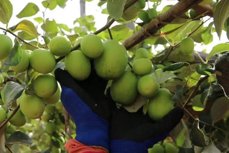 ไปรษณีย์ไทย เผย 5 วิสาหกิจชุมชน โครงการไปรษณีย์ไทย...เพื่อแผ่นดินธรรม แผ่นดินทอง พัฒนารูปแบบผลิตภัณฑ์แล้วปัง! สร้างการเติบโตอย่างต่อเนื่อง