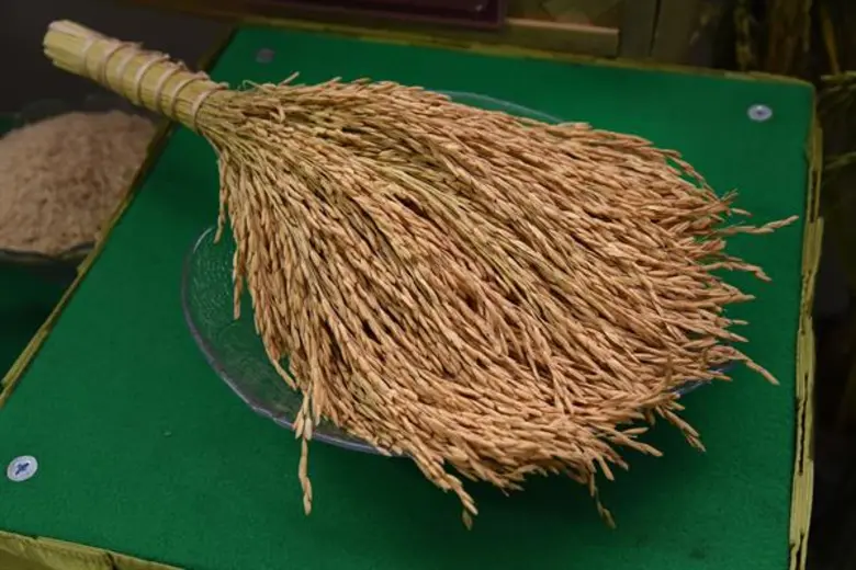 กรมการข้าวรับรองข้าวพันธุ์ใหม่ผลผลิตสูง 1.2ตัน/ไร่ ตอบโจทย์ข้าวนุ่มส่งออกอาเซียน