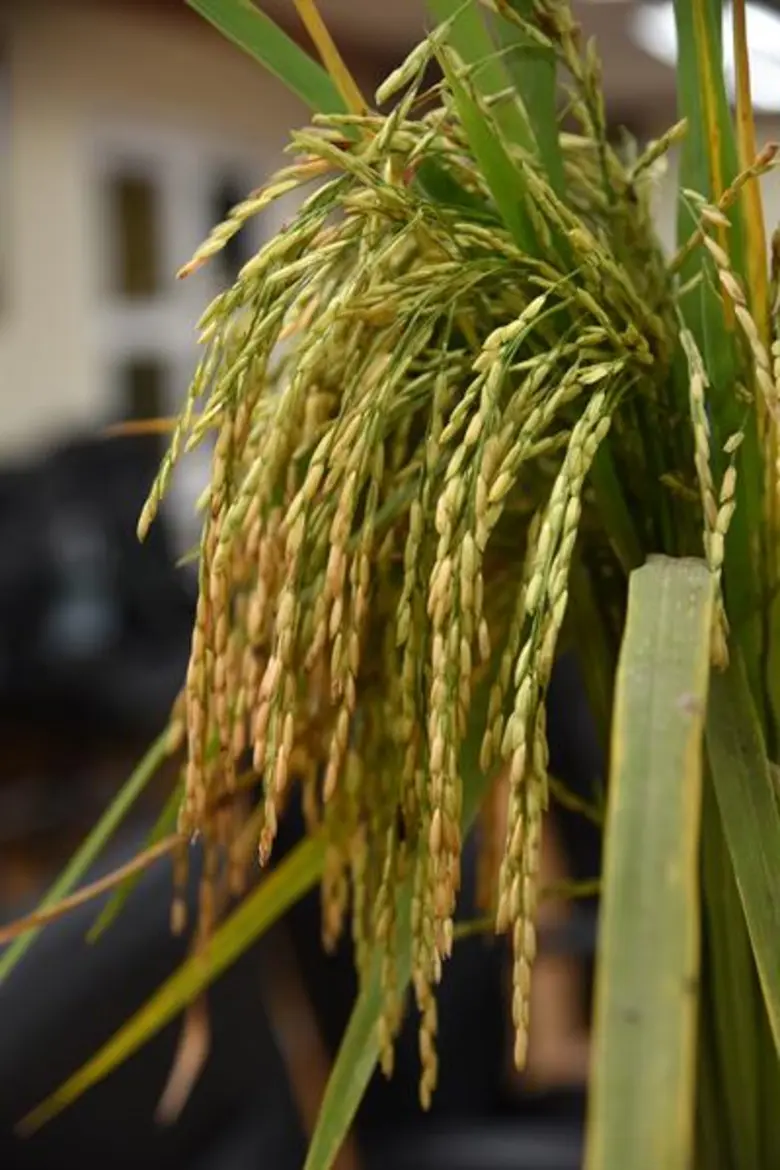 กรมการข้าวรับรองข้าวพันธุ์ใหม่ผลผลิตสูง 1.2ตัน/ไร่ ตอบโจทย์ข้าวนุ่มส่งออกอาเซียน