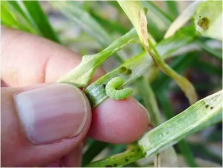 กรมส่งเสริมการเกษตร แนะวิธีป้องกันกำจัดหน...