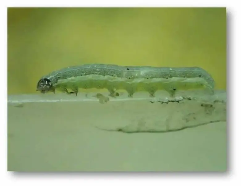 เกษตรฯ แนะป้องกันหนอนกระทู้หอมทำลายผลผลิตช่วงหนาวต่อร้อน