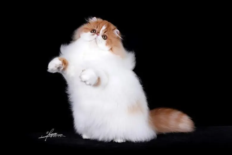 ยิ่งใหญ่ตระการตา แมวสวยหลายสายพันธุ์ ดีกรีรางวัลระดับโลก ร่วมประกวดในประเทศไทย แฟนพันุธุ์แท้เจ้าเหมียว...ห้ามพลาด!