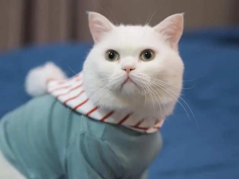 ยิ่งใหญ่ตระการตา แมวสวยหลายสายพันธุ์ ดีกรีรางวัลระดับโลก ร่วมประกวดในประเทศไทย แฟนพันุธุ์แท้เจ้าเหมียว...ห้ามพลาด!