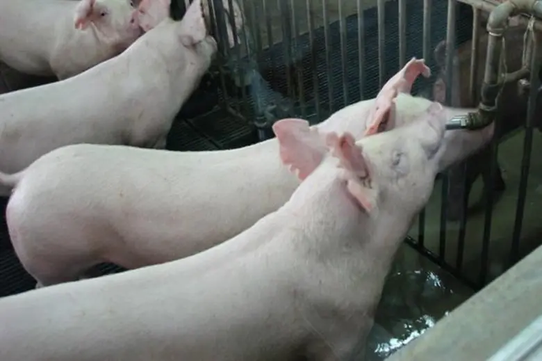 สมาคมผู้เลี้ยงหมู ยืนยันคัดค้านนำเข้าหมูมะกันหวั่นอันตรายสารเร่งเนื้อแดง