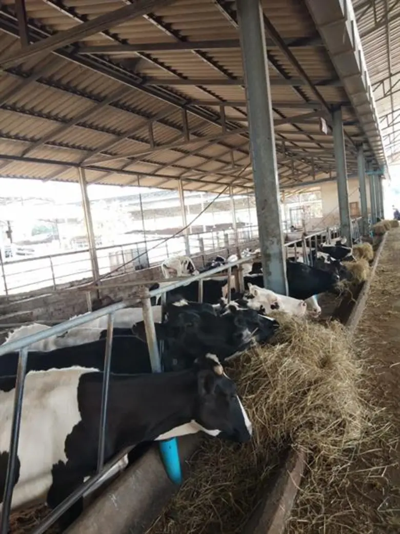 การส่งเสริมการเลี้ยงโคนมให้กับเกษตรกรในพื...