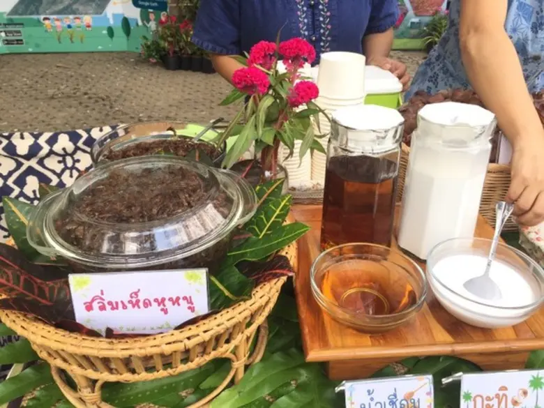 กรมป่าไม้-ราชบุรีโฮลดิ้ง เฟ้นหาสุดยอดป่าช...