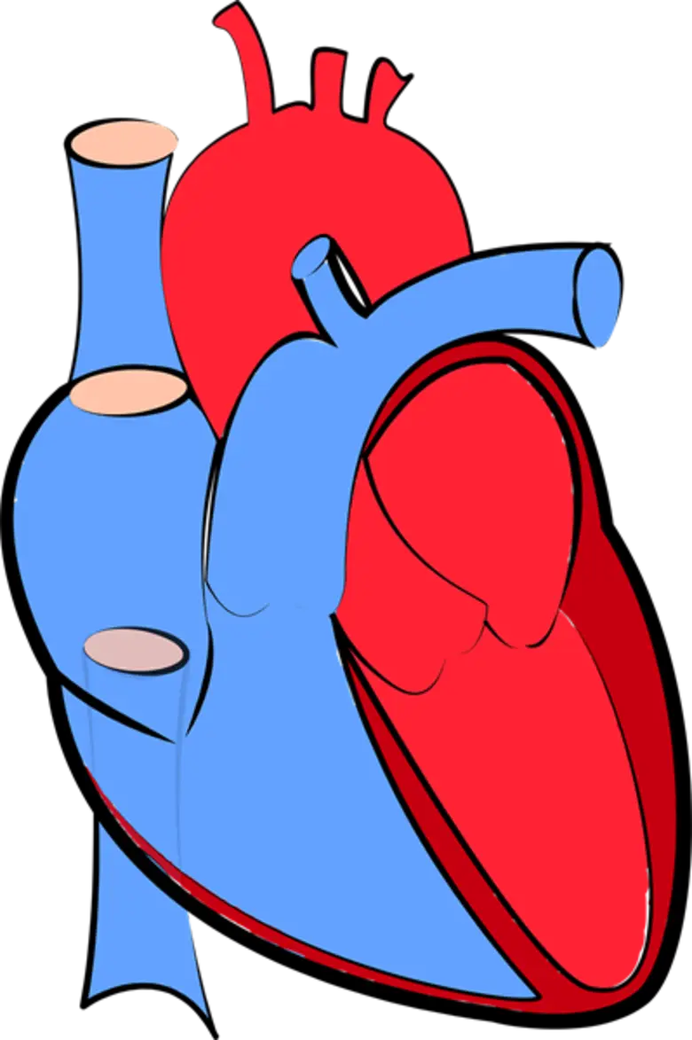 แพทย์ ชี้ “โรคหัวใจและหลอดเลือดฯ” สถิติตายอันดับ 1 ของโลก และเพิ่มขึ้นต่อเนื่อง พบอาการขั้นรุนแรง ต้องผ่าตัดเปลี่ยนหัวใจ เพื่อคุณภาพชีวิตที่ดี – ชีวิตใหม่