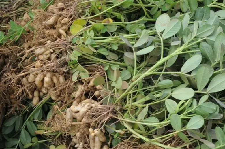 เกษตรฯ ย้ำดูแลพืชและน้ำอย่างใกล้ชิด ใน 11 พื้นที่เสี่ยงขาดแคลนน้ำนอกเขตชลประทาน