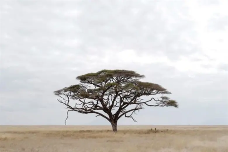 เพื่อแสดงพระอัจฉริยภาพและพระปรีชาสามารถด้...