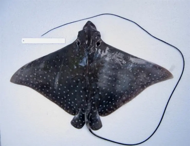 กรมประมงแจงประเด็นเดือดโลกโซเชียล“กระเบนนก” ย้ำไม่ผิดกฎหมาย แต่ควรกันช่วยอนุรักษ์มากกว่านำมาบริโภค