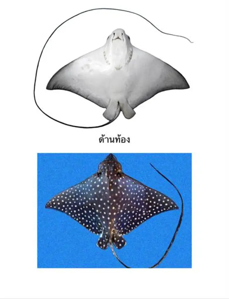 กรมประมงแจงประเด็นเดือดโลกโซเชียล“กระเบนนก” ย้ำไม่ผิดกฎหมาย แต่ควรกันช่วยอนุรักษ์มากกว่านำมาบริโภค