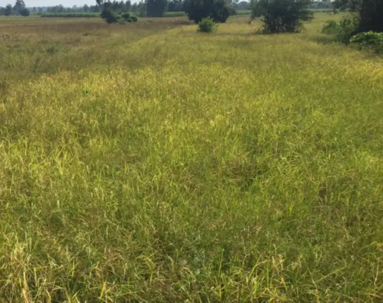 นางสาวทัศนีย์ เมืองแก้ว รองเลขาธิการสำนัก...