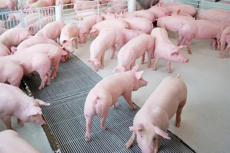 น.สพ.สรวิศ ธานีโต อธิบดีกรมปศุสัตว์ เปิดเ...