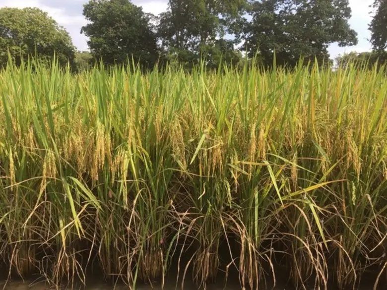  “ผู้ค้าข้าว-ชาวนา” หนุนกรมการข้าวเจียดเมล็ดพันธุ์ กข79 ปลูกทดสอบตลาดก่อนจำหน่ายปี 63