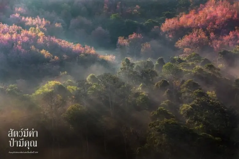 กรมอุทยานแห่งชาติฯ และเครือซีพี ขอเชิญชม นิทรรศการภาพถ่าย 'สัตว์มีค่า ป่ามีคุณ' ประจำปี 2561