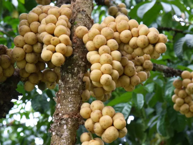 ผลสรุปตัวเลขไม้ผลตะวันออก 4 ชนิด สศก. เผย ปีนี้ ผลผลิตรวม 8.8 แสนตัน เพิ่มขึ้น 33%