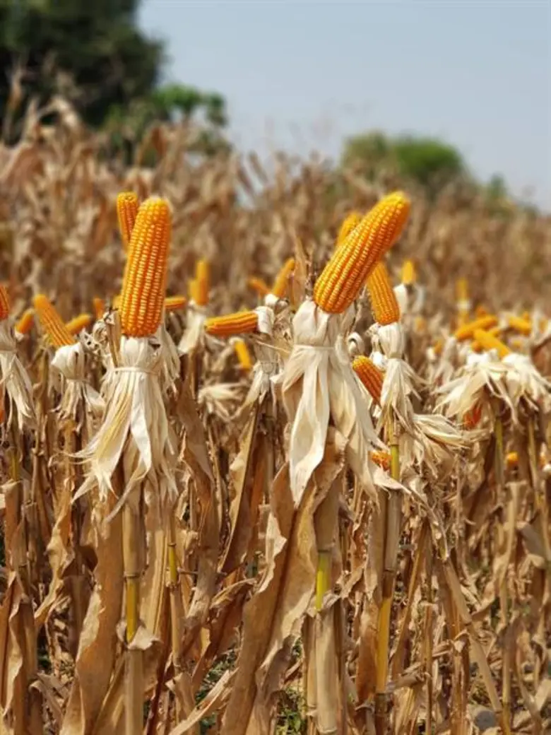 เกษตรกรพื้นที่ 37 จังหวัดที่ร่วมโครงการสา...