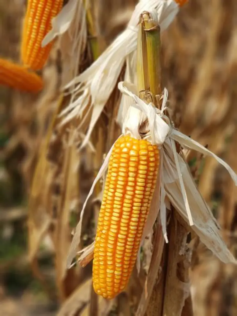 เกษตรกรปลื้มข้าวโพดหลังนาราคาดีทยอยเก็บเกี่ยวผลผลิตขายผ่านสหกรณ์ป้อนโรงงานผลิตอาหารสัตว์