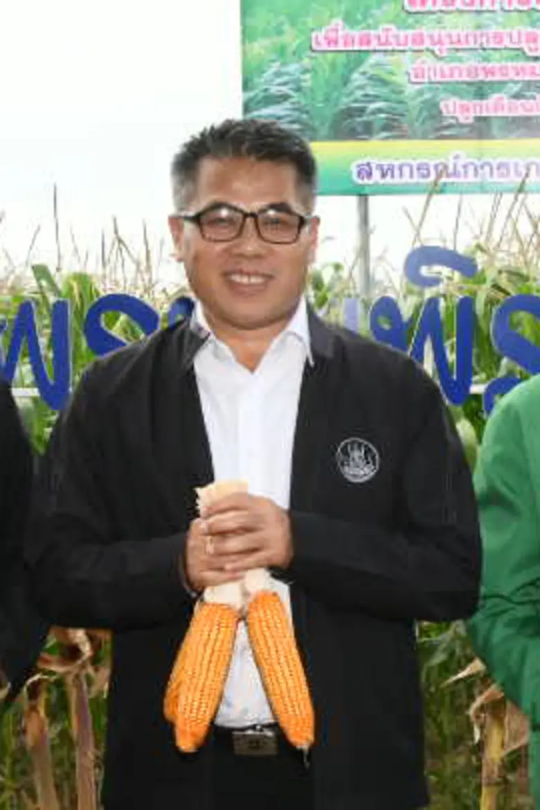 เกษตรกรปลื้มข้าวโพดหลังนาราคาดีทยอยเก็บเกี่ยวผลผลิตขายผ่านสหกรณ์ป้อนโรงงานผลิตอาหารสัตว์