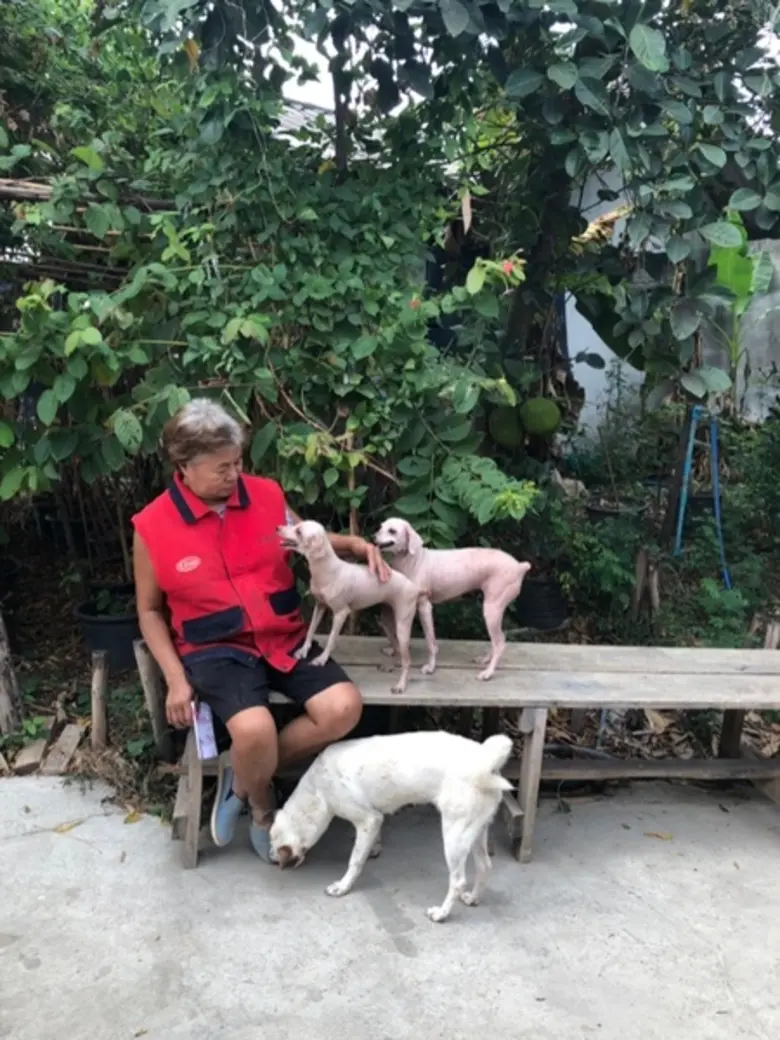 นินจา แวน บริจาคอาหารสุนัขและแมวกว่า 1,500 กิโลกรัม