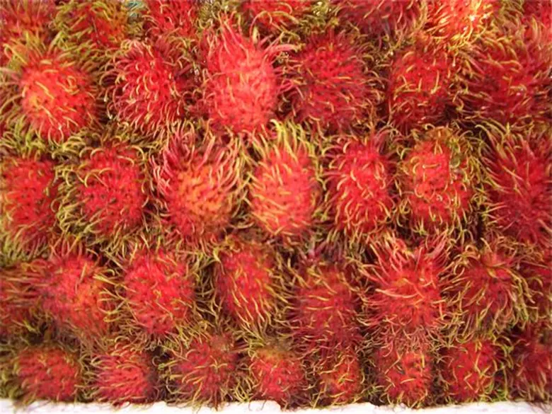 เปิดตัวเลขไม้ผลภาคใต้ตอนบน สศก. คาด ผลผลิตรวม 542,797 ตัน