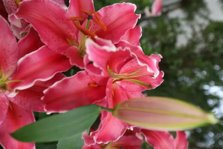 ปตท. เชิญร่วมสัมผัสไม้เมืองหนาว ความสุขผลิบานกลางฤดูร้อนของไทย