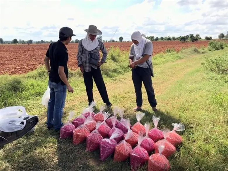 โครงการ “เกษตรกรพึ่งตน ข้าวโพดยั่งยืน” สู่ปีที่ 4 คู่คิดเกษตรกรปลูกข้าวโพดยั่งยืน มีรายได้มั่นคง ร่วมดูแลสิ่งแวดล้อม