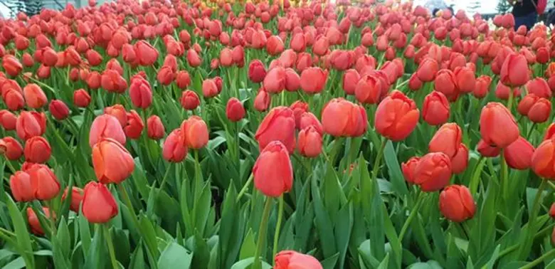 ปตท. เชิญร่วมสัมผัสไม้เมืองหนาว ความสุขผลิบานกลางฤดูร้อนของไทย