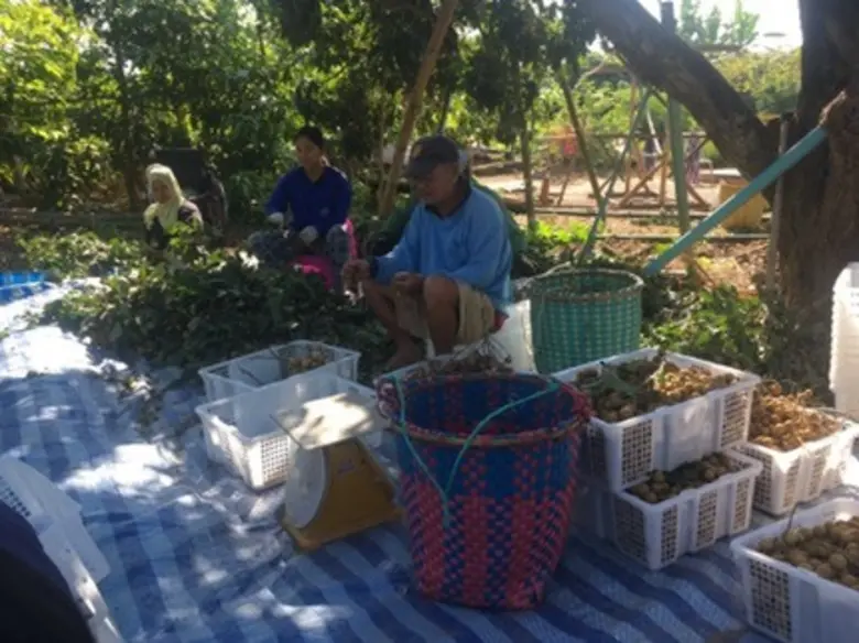 สถาบันเทคโนโลยีจิตรลดาสุดเจ๋ง สร้างอุปกรณ์ช่วยเก็บลำไยต้นแบบ ตอบรับความต้องการชุมชนลำไยลูกดก