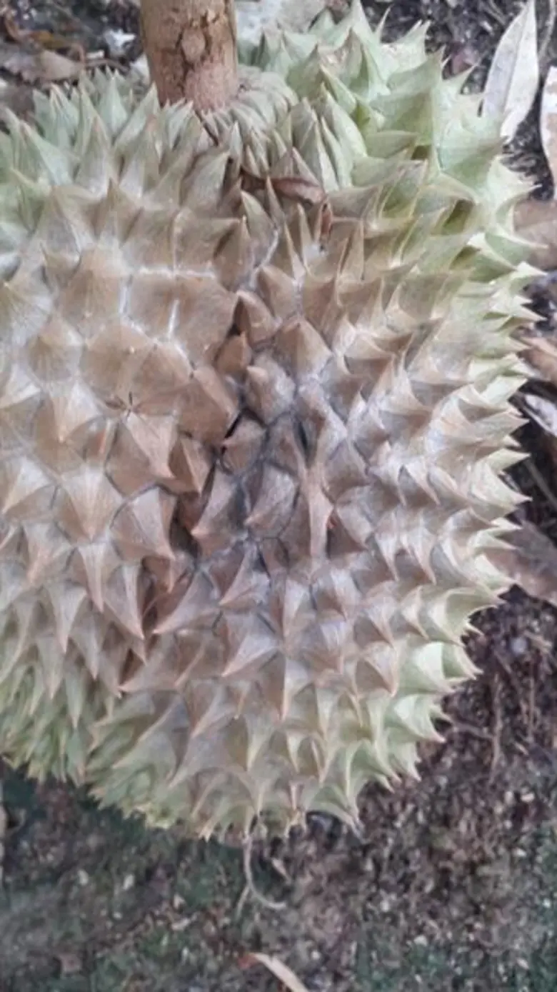 สภาพอากาศแปรปรวนมีฝนตกร้อยละ 10-30 ของพื้...