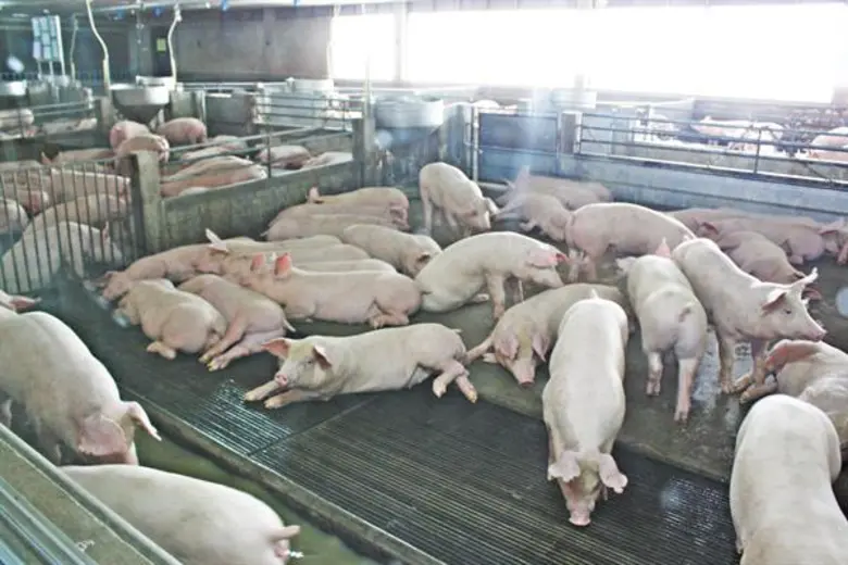 เกษตรกรผู้เลี้ยงหมูทั่วประเทศขอบคุณ รมว.เ...