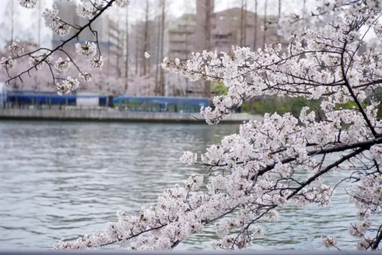 หน้าร้อนนี้ไม่ต้องบินไกลถึงญี่ปุ่น!! ซีอีเอ ชวนสัมผัสงานดีไซน์สไตล์ญี่ปุ่น ที่นิทรรศการ “ออกแบบ แบบญี่ปุ่น” ณ ทีซีดีซี กรุงเทพฯ