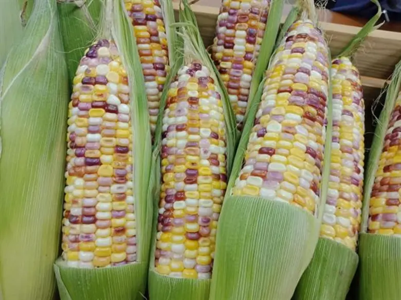 นายฉันทานนท์ วรรณเขจร รองเลขาธิการสำนักงา...