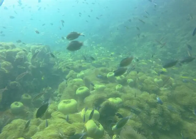 ปตท.สผ. ร่วมดำน้ำเก็บขยะ อนุรักษ์แนวปะการัง