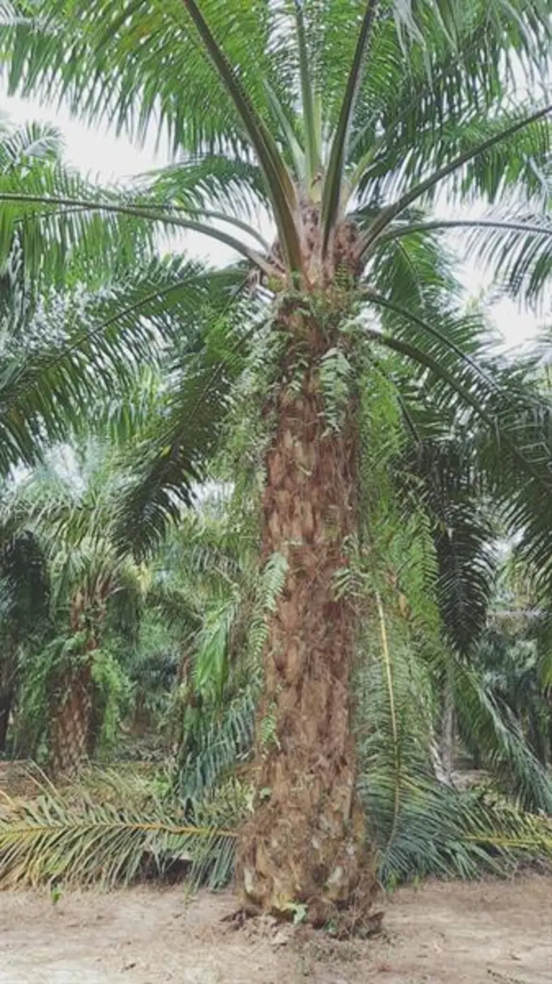 นางสาวจริยา สุทธิไชยา เลขาธิการสำนักงานเศ...