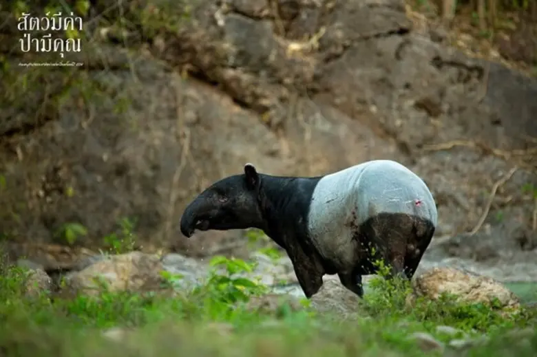 เครือซีพี กรมอุทยานแห่งชาติฯ ร่วมกับ บลูพอร์ต หัวหิน รีสอร์ท มอลล์ จัดนิทรรศการภาพถ่าย 'สัตว์มีค่า ป่ามีคุณ'