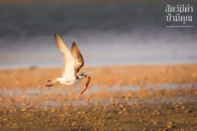 เครือซีพี กรมอุทยานแห่งชาติฯ ร่วมกับ บลูพอร์ต หัวหิน รีสอร์ท มอลล์ จัดนิทรรศการภาพถ่าย 'สัตว์มีค่า ป่ามีคุณ'
