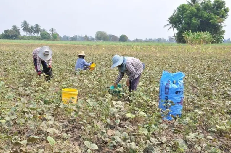 เกษตรฯ แจงสิทธิ์รับความช่วยเหลือกรณีปลูกพืชหลังนา