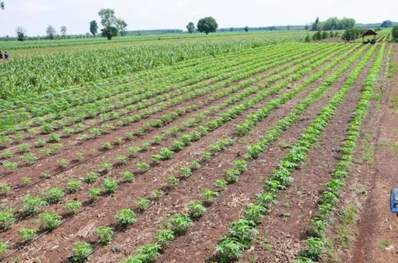 เกษตรฯ แจงสิทธิ์รับความช่วยเหลือกรณีปลูกพืชหลังนา