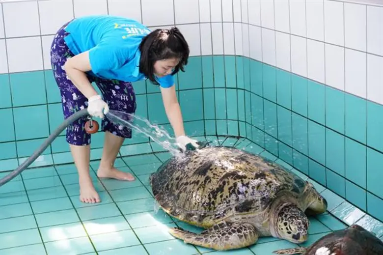 ซีไลฟ์ฯ สานต่อพันธกิจ “บริหารอควาเรียมแบบยั่งยืน” ส่งทีมลงพื้นที่ภูเก็ตพายเรือคายัคเก็บขยะ - ขัดบ่ออนุบาลเต่าทะเลบาดเจ็บ