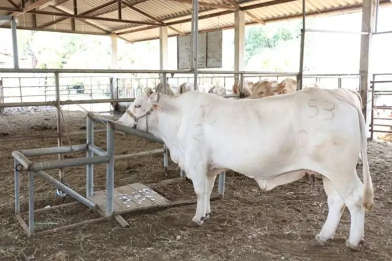 กรมส่งเสริมสหกรณ์จับมือทีเส็บเดินหน้าไมซ์เพื่อชุมชนปี 2 ชูสหกรณ์ที่มีศักยภาพร่วมโครงการอีก 50 แห่งเป็นแหล่งศึกษาดูงานสร้างรายได้ให้ชุมชน