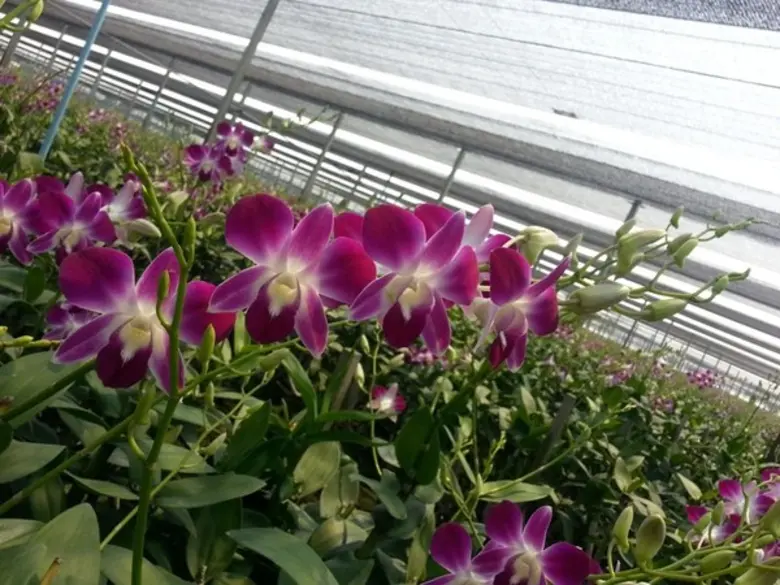 นายสำราญ สาราบรรณ์ อธิบดีกรมส่งเสริมการเก...