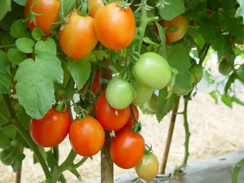 กรมวิชาการเกษตร สานต่อโครงการ 5 ประสานสืบ...