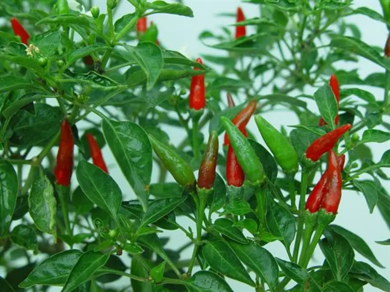 เกษตรฯ สานต่อโครงการ 5 ประสานสืบสานเกษตรทฤษฎีใหม่ถวายในหลวง ปี 2562