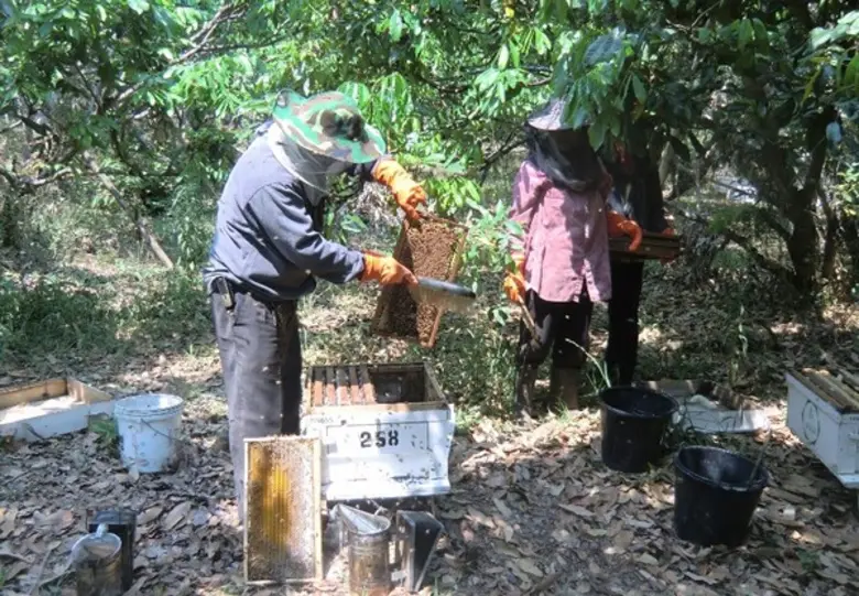 กรมส่งเสริมการเกษตร แนะดูแลผึ้งก่อนเข้าสู...