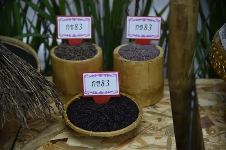 มารู้จักมะลิดำหนองคาย 62 พันธุ์ข้าวเฉลิมพระเกียรติ ร.10 เนื่องในโอกาสมหามงคล พบสารต้านอนุมูลอิสระสูง พร้อมเปิดตัวในวันข้าวและชาวนาแห่งชาติ